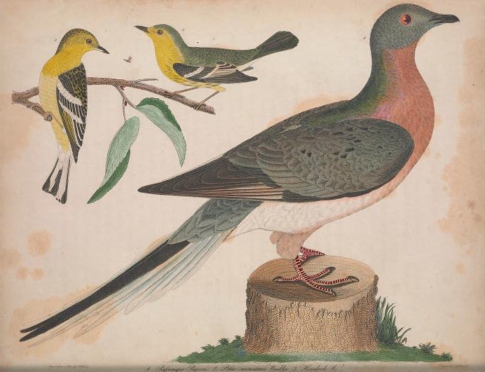 Three passenger pigeons